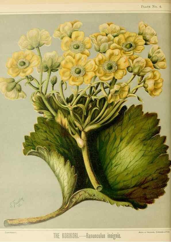 Reproducción/Reproduction 31243628697: Art album of New Zealand flora.. Wellington, N.Z.Bock & Cousins[1889]. 