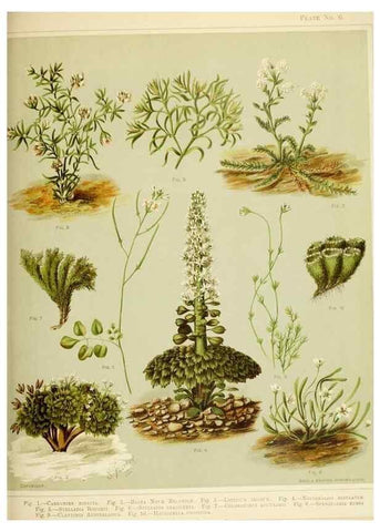 Reproducción/Reproduction 32310825988: Art album of New Zealand flora.. Wellington, N.Z.Bock & Cousins[1889]. 