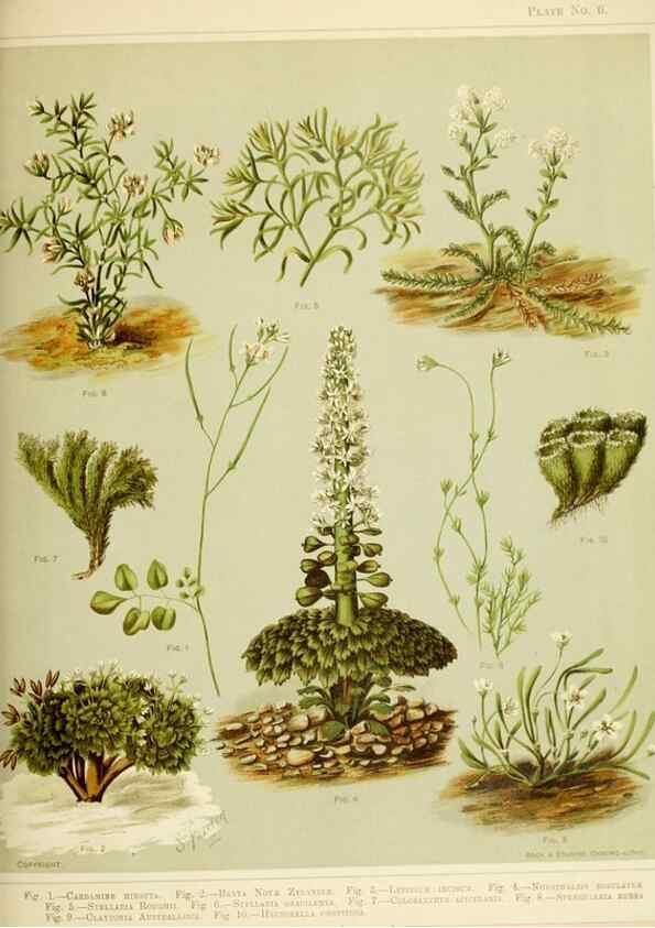 Reproducción/Reproduction 32310825988: Art album of New Zealand flora.. Wellington, N.Z.Bock & Cousins[1889]. 