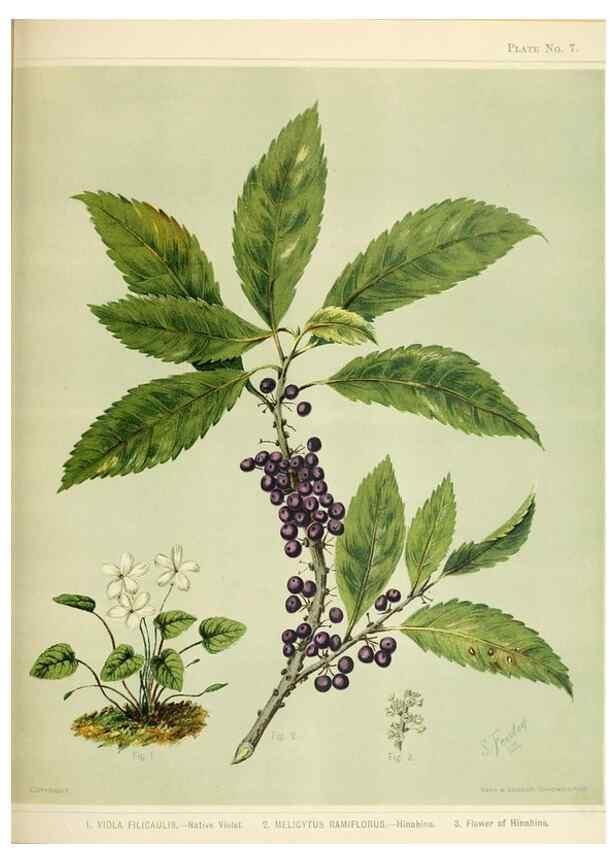 Reproducción/Reproduction 31243630377: Art album of New Zealand flora.. Wellington, N.Z.Bock & Cousins[1889]. 