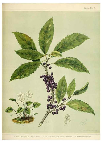 Reproducción/Reproduction 31243630377: Art album of New Zealand flora.. Wellington, N.Z.Bock & Cousins[1889]. 