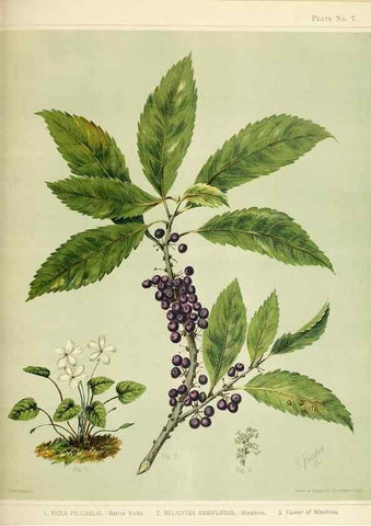 Reproducción/Reproduction 31243630377: Art album of New Zealand flora.. Wellington, N.Z.Bock & Cousins[1889]. 