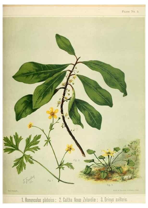 Reproducción/Reproduction 32310700248: Art album of New Zealand flora.. Wellington, N.Z.Bock & Cousins[1889]. 