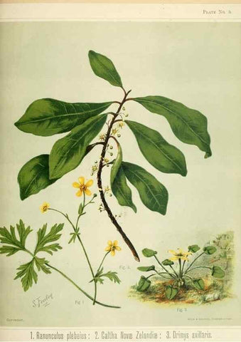Reproducción/Reproduction 32310700248: Art album of New Zealand flora.. Wellington, N.Z.Bock & Cousins[1889]. 