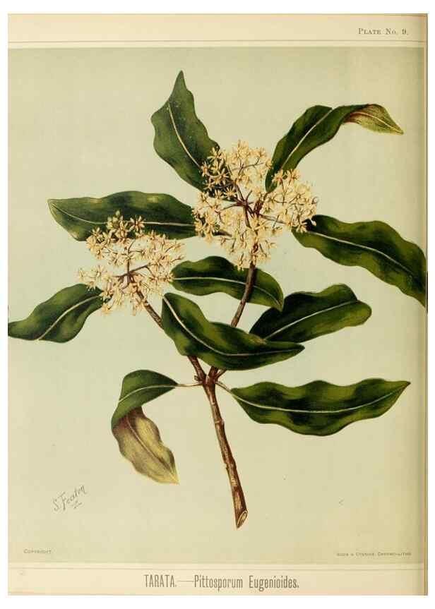 Reproducción/Reproduction 46182858351: Art album of New Zealand flora.. Wellington, N.Z.Bock & Cousins[1889]. 