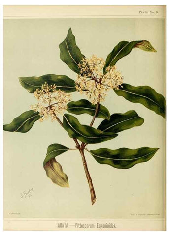 Reproducción/Reproduction 46182858351: Art album of New Zealand flora.. Wellington, N.Z.Bock & Cousins[1889]. 