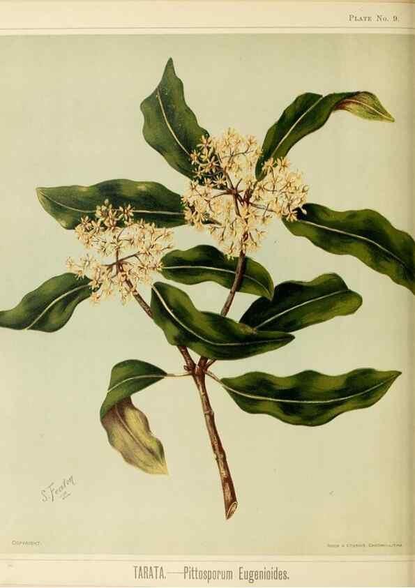 Reproducción/Reproduction 46182858351: Art album of New Zealand flora.. Wellington, N.Z.Bock & Cousins[1889]. 
