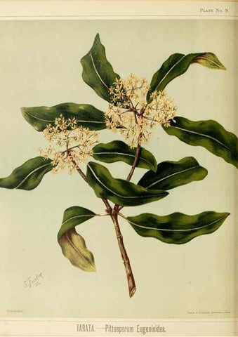Reproducción/Reproduction 46182858351: Art album of New Zealand flora.. Wellington, N.Z.Bock & Cousins[1889]. 