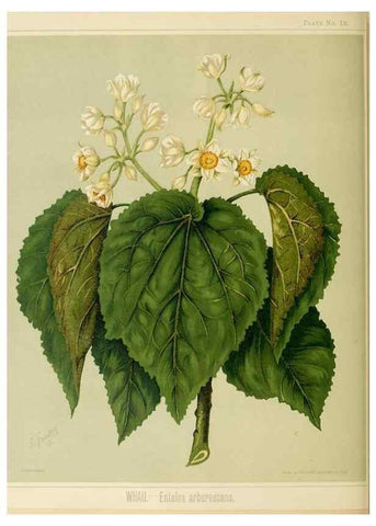 Reproducción/Reproduction 46182859881: Art album of New Zealand flora.. Wellington, N.Z.Bock & Cousins[1889]. 