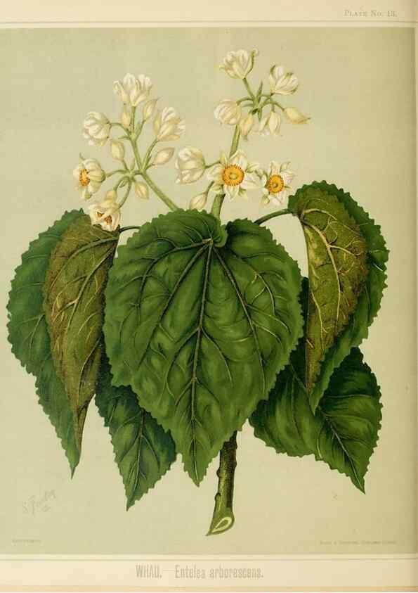 Reproducción/Reproduction 46182859881: Art album of New Zealand flora.. Wellington, N.Z.Bock & Cousins[1889]. 