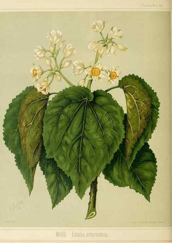 Reproducción/Reproduction 46182859881: Art album of New Zealand flora.. Wellington, N.Z.Bock & Cousins[1889]. 