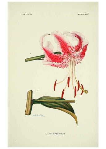 Reproducción/Reproduction 46189504151: Addisonia :. New York :New York Botanical Garden,1916-[1964].. 