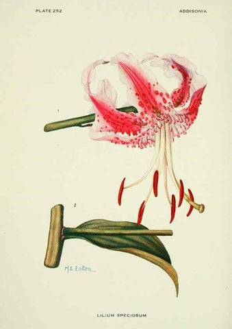 Reproducción/Reproduction 46189504151: Addisonia :. New York :New York Botanical Garden,1916-[1964].. 