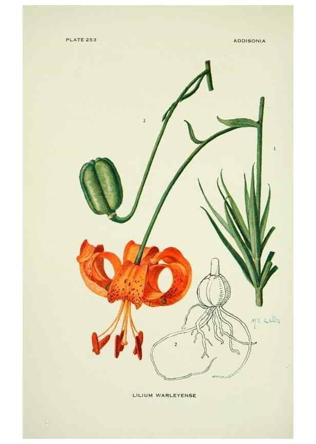 Reproducción/Reproduction 46189505251: Addisonia :. New York :New York Botanical Garden,1916-[1964].. 