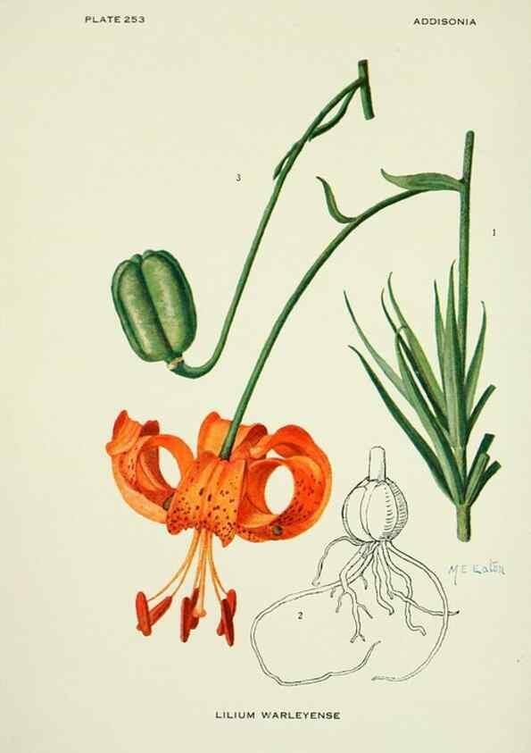 Reproducción/Reproduction 46189505251: Addisonia :. New York :New York Botanical Garden,1916-[1964].. 