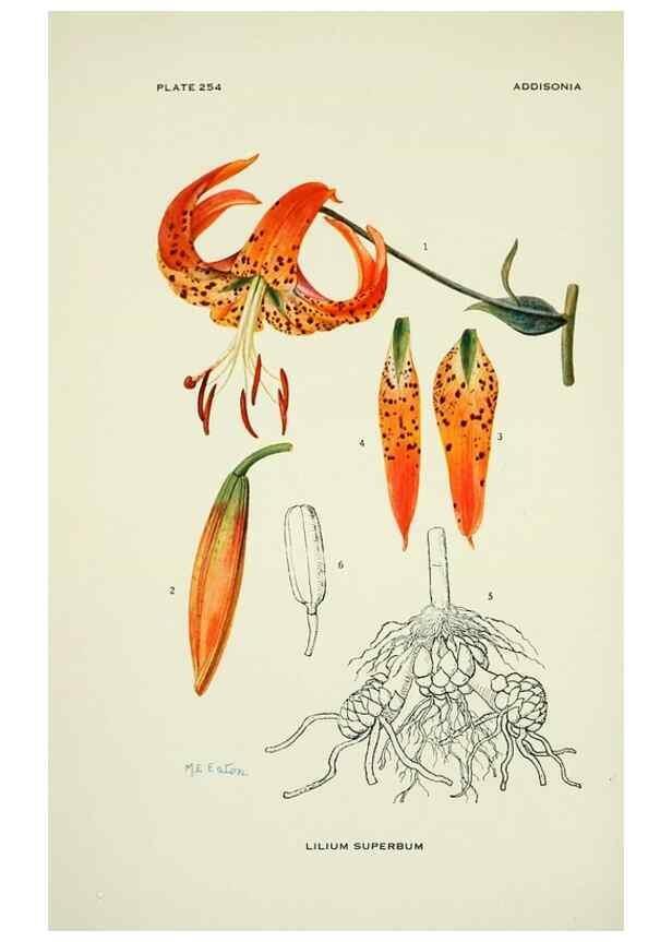 Reproducción/Reproduction 45465440024: Addisonia :. New York :New York Botanical Garden,1916-[1964].. 