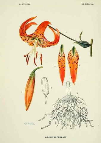 Reproducción/Reproduction 45465440024: Addisonia :. New York :New York Botanical Garden,1916-[1964].. 