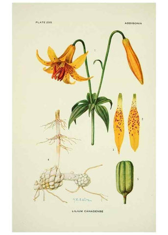 Reproducción/Reproduction 44372269190: Addisonia :. New York :New York Botanical Garden,1916-[1964].. 