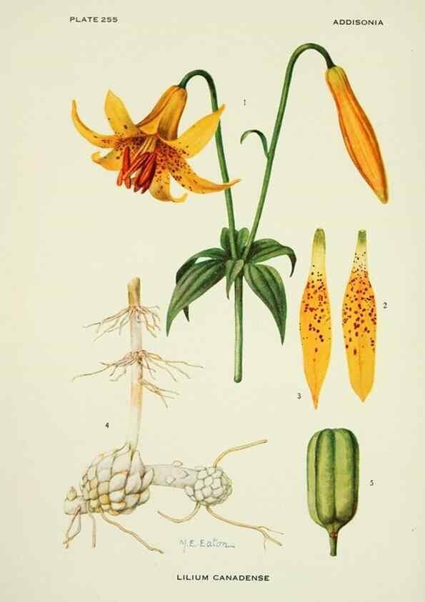 Reproducción/Reproduction 44372269190: Addisonia :. New York :New York Botanical Garden,1916-[1964].. 
