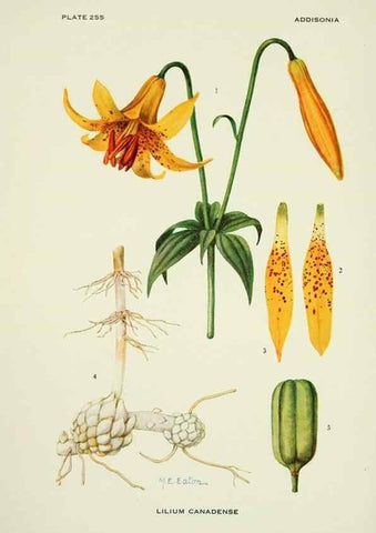 Reproducción/Reproduction 44372269190: Addisonia :. New York :New York Botanical Garden,1916-[1964].. 