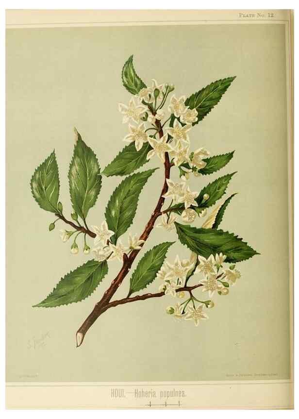 Reproducción/Reproduction 45270326765: Art album of New Zealand flora.. Wellington, N.Z.Bock & Cousins[1889]. 
