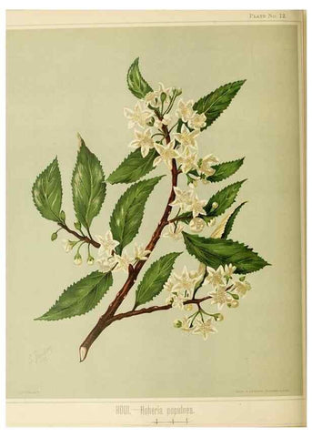 Reproducción/Reproduction 45270326765: Art album of New Zealand flora.. Wellington, N.Z.Bock & Cousins[1889]. 