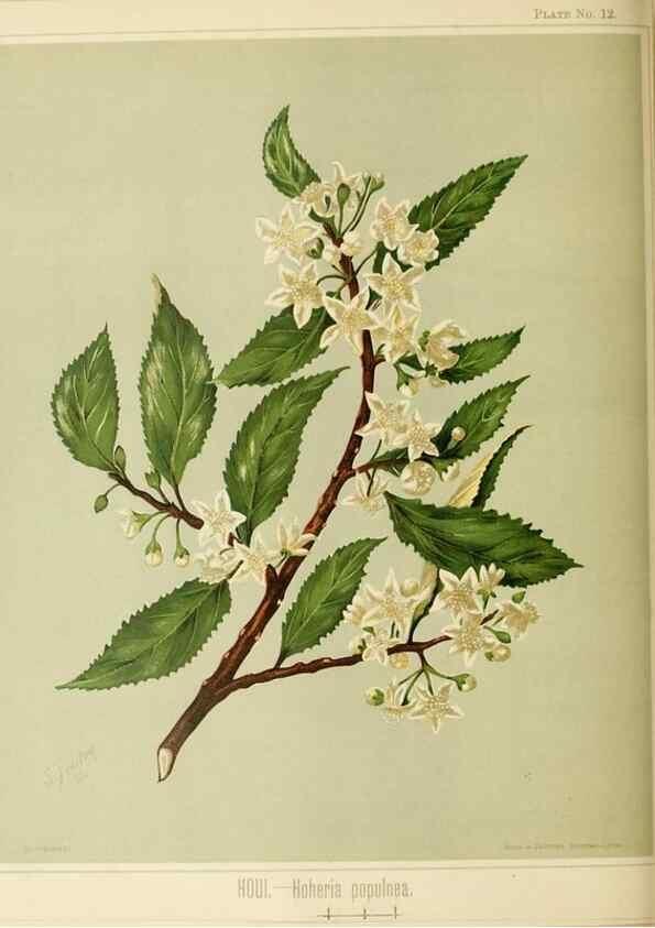 Reproducción/Reproduction 45270326765: Art album of New Zealand flora.. Wellington, N.Z.Bock & Cousins[1889]. 