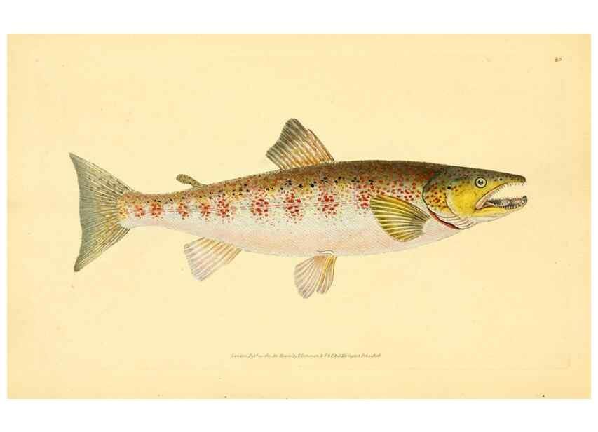 Reproducción/Reproduction 45156081164: The natural history of British fishes :. London :Printed for the author, and for F. and C. Rivington,1802-08.. 