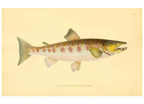 Reproducción/Reproduction 45156081164: The natural history of British fishes :. London :Printed for the author, and for F. and C. Rivington,1802-08.. 