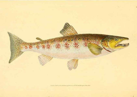 Reproducción/Reproduction 45156081164: The natural history of British fishes :. London :Printed for the author, and for F. and C. Rivington,1802-08.. 