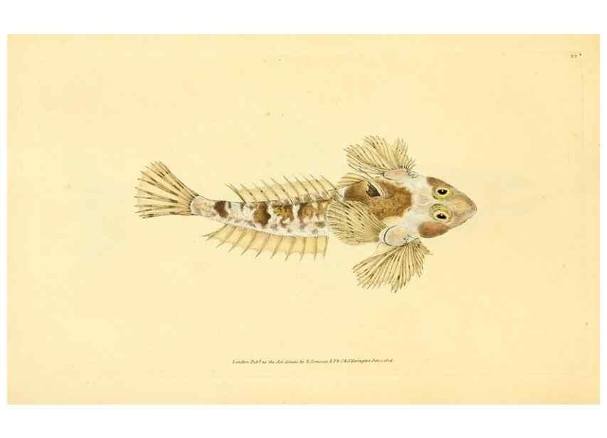 Reproducción/Reproduction 44966971445: The natural history of British fishes :. London :Printed for the author, and for F. and C. Rivington,1802-08.. 