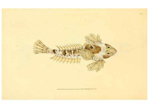 Reproducción/Reproduction 44966971445: The natural history of British fishes :. London :Printed for the author, and for F. and C. Rivington,1802-08.. 