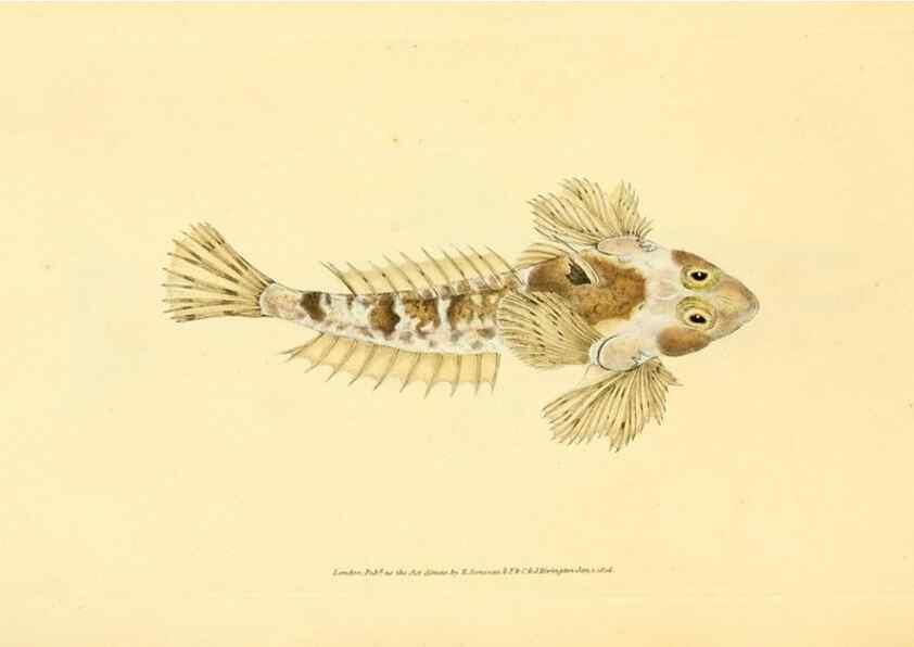 Reproducción/Reproduction 44966971445: The natural history of British fishes :. London :Printed for the author, and for F. and C. Rivington,1802-08.. 