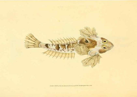 Reproducción/Reproduction 44966971445: The natural history of British fishes :. London :Printed for the author, and for F. and C. Rivington,1802-08.. 