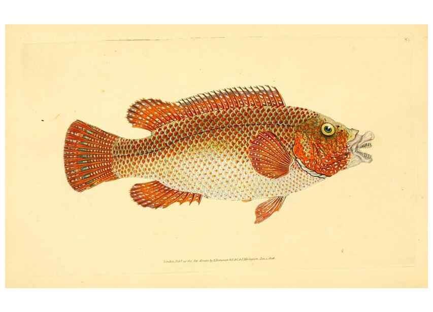 Reproducción/Reproduction 30941005967: The natural history of British fishes :. London :Printed for the author, and for F. and C. Rivington,1802-08.. 