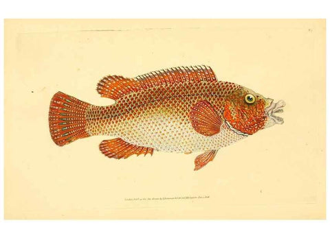 Reproducción/Reproduction 30941005967: The natural history of British fishes :. London :Printed for the author, and for F. and C. Rivington,1802-08.. 