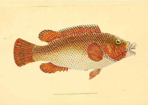 Reproducción/Reproduction 30941005967: The natural history of British fishes :. London :Printed for the author, and for F. and C. Rivington,1802-08.. 