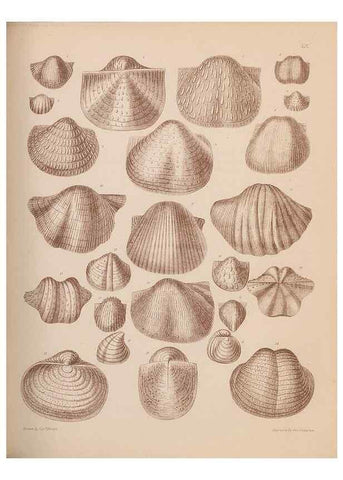 Reproducción/Reproduction 28937397937: An atlas of the fossil conchology of Great Britain and Ireland :. London :Sonnenschein,1889.. 