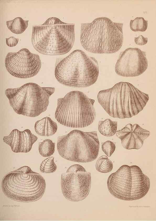 Reproducción/Reproduction 28937397937: An atlas of the fossil conchology of Great Britain and Ireland :. London :Sonnenschein,1889.. 