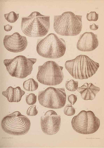 Reproducción/Reproduction 28937397937: An atlas of the fossil conchology of Great Britain and Ireland :. London :Sonnenschein,1889.. 