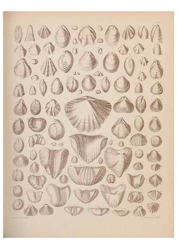 Reproducción/Reproduction 43825144602: An atlas of the fossil conchology of Great Britain and Ireland :. London :Sonnenschein,1889.. 