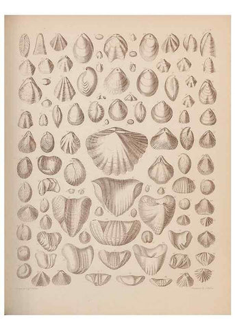 Reproducción/Reproduction 43825144602: An atlas of the fossil conchology of Great Britain and Ireland :. London :Sonnenschein,1889.. 