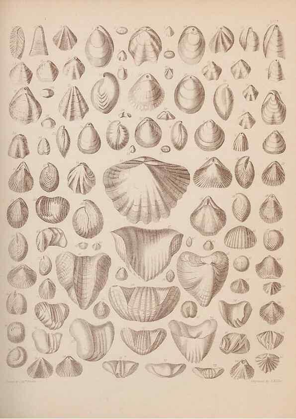 Reproducción/Reproduction 43825144602: An atlas of the fossil conchology of Great Britain and Ireland :. London :Sonnenschein,1889.. 