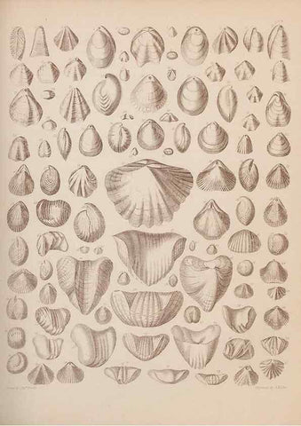 Reproducción/Reproduction 43825144602: An atlas of the fossil conchology of Great Britain and Ireland :. London :Sonnenschein,1889.. 