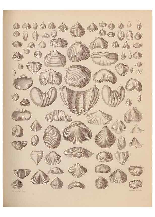 Reproducción/Reproduction 42064771000: An atlas of the fossil conchology of Great Britain and Ireland :. London :Sonnenschein,1889.. 