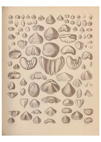 Reproducción/Reproduction 42064771000: An atlas of the fossil conchology of Great Britain and Ireland :. London :Sonnenschein,1889.. 