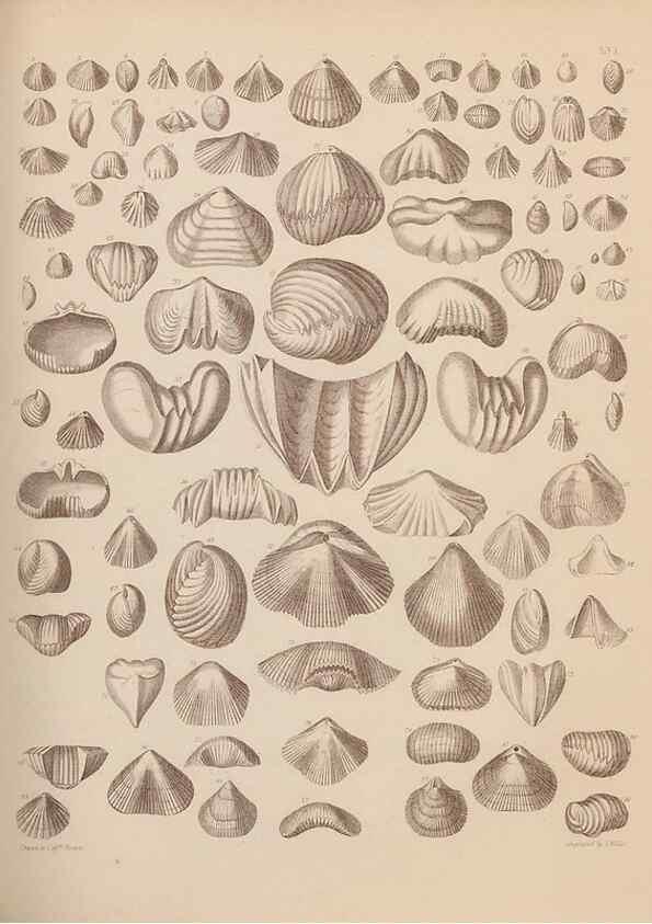 Reproducción/Reproduction 42064771000: An atlas of the fossil conchology of Great Britain and Ireland :. London :Sonnenschein,1889.. 