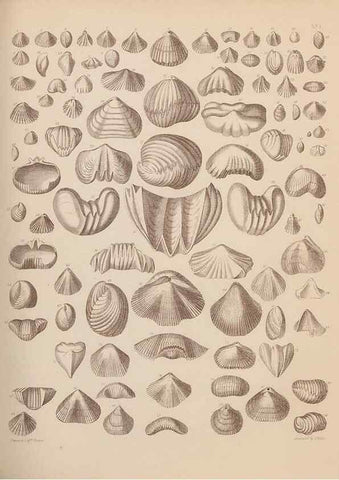 Reproducción/Reproduction 42064771000: An atlas of the fossil conchology of Great Britain and Ireland :. London :Sonnenschein,1889.. 