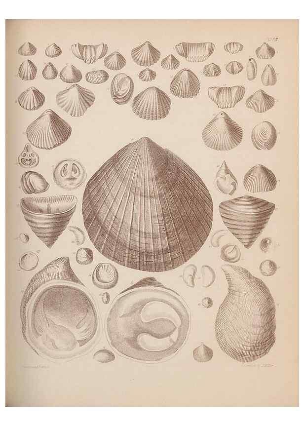 Reproducción/Reproduction 30003948308: An atlas of the fossil conchology of Great Britain and Ireland :. London :Sonnenschein,1889.. 