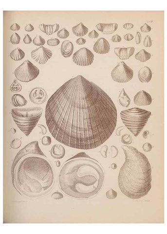 Reproducción/Reproduction 30003948308: An atlas of the fossil conchology of Great Britain and Ireland :. London :Sonnenschein,1889.. 